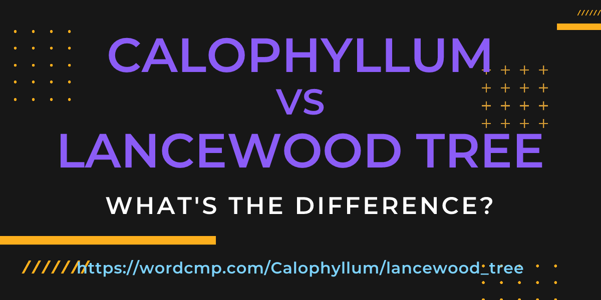Difference between Calophyllum and lancewood tree