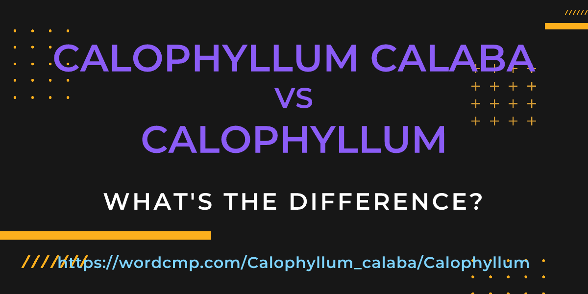 Difference between Calophyllum calaba and Calophyllum