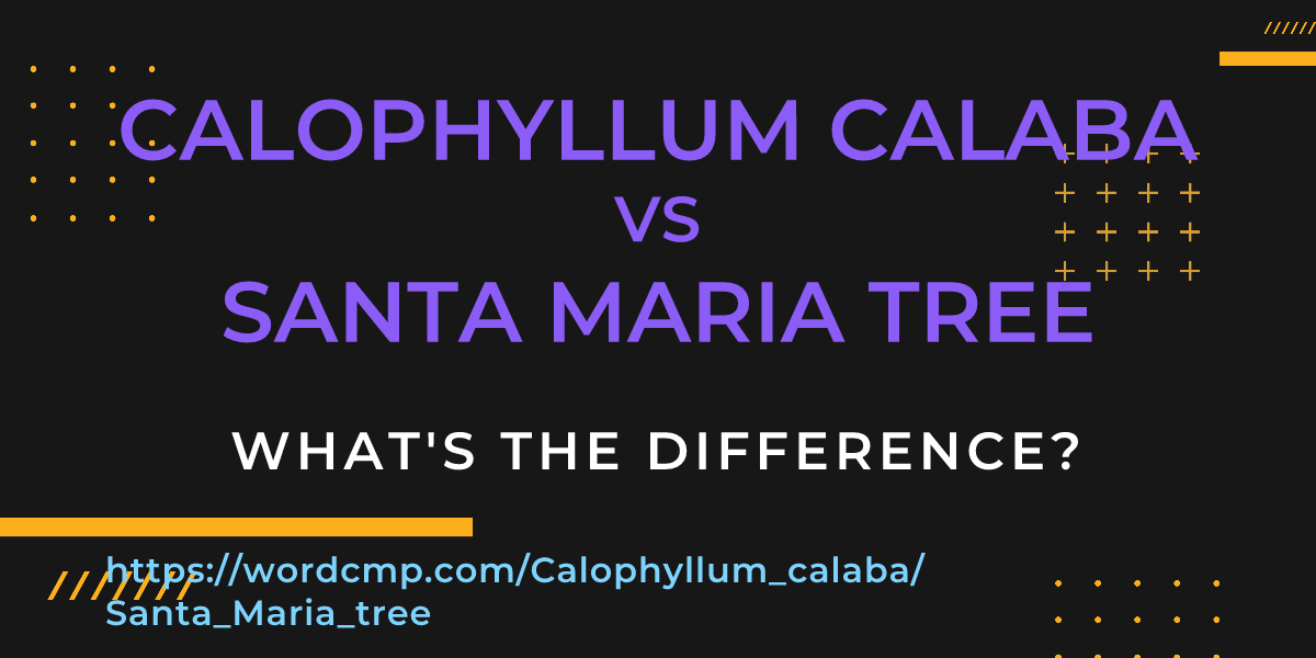 Difference between Calophyllum calaba and Santa Maria tree