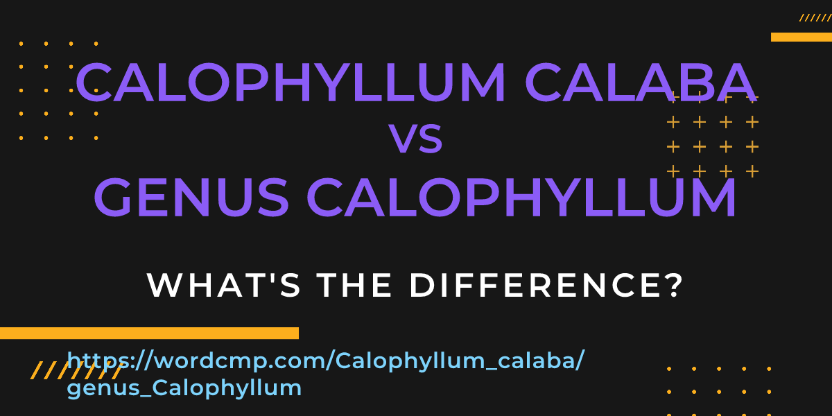 Difference between Calophyllum calaba and genus Calophyllum