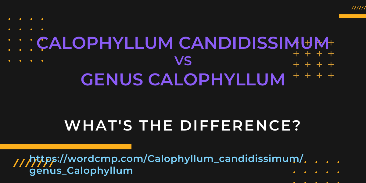 Difference between Calophyllum candidissimum and genus Calophyllum
