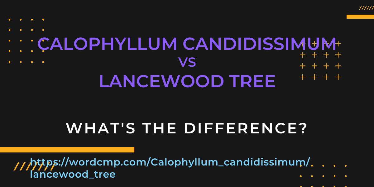 Difference between Calophyllum candidissimum and lancewood tree