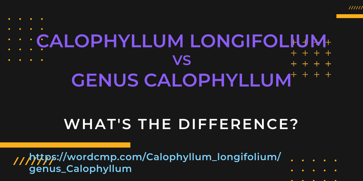 Difference between Calophyllum longifolium and genus Calophyllum