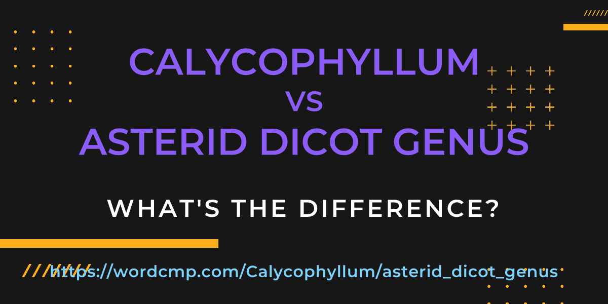 Difference between Calycophyllum and asterid dicot genus