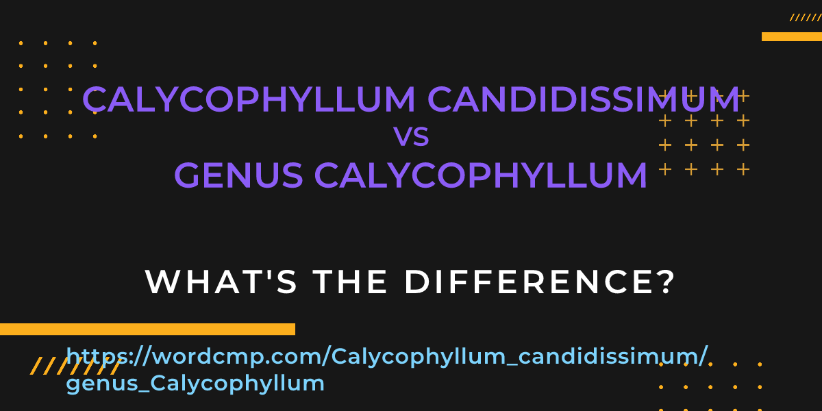 Difference between Calycophyllum candidissimum and genus Calycophyllum
