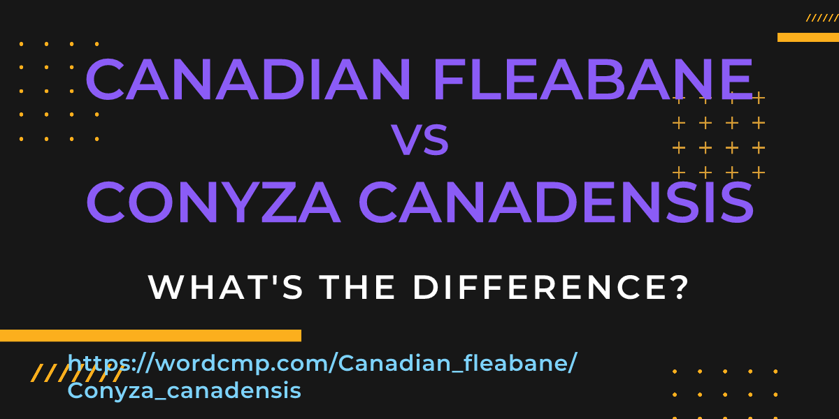 Difference between Canadian fleabane and Conyza canadensis