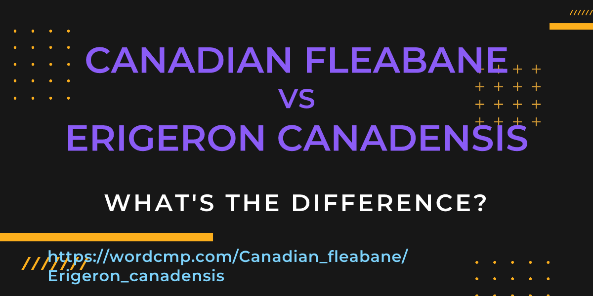 Difference between Canadian fleabane and Erigeron canadensis