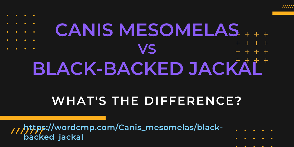 Difference between Canis mesomelas and black-backed jackal