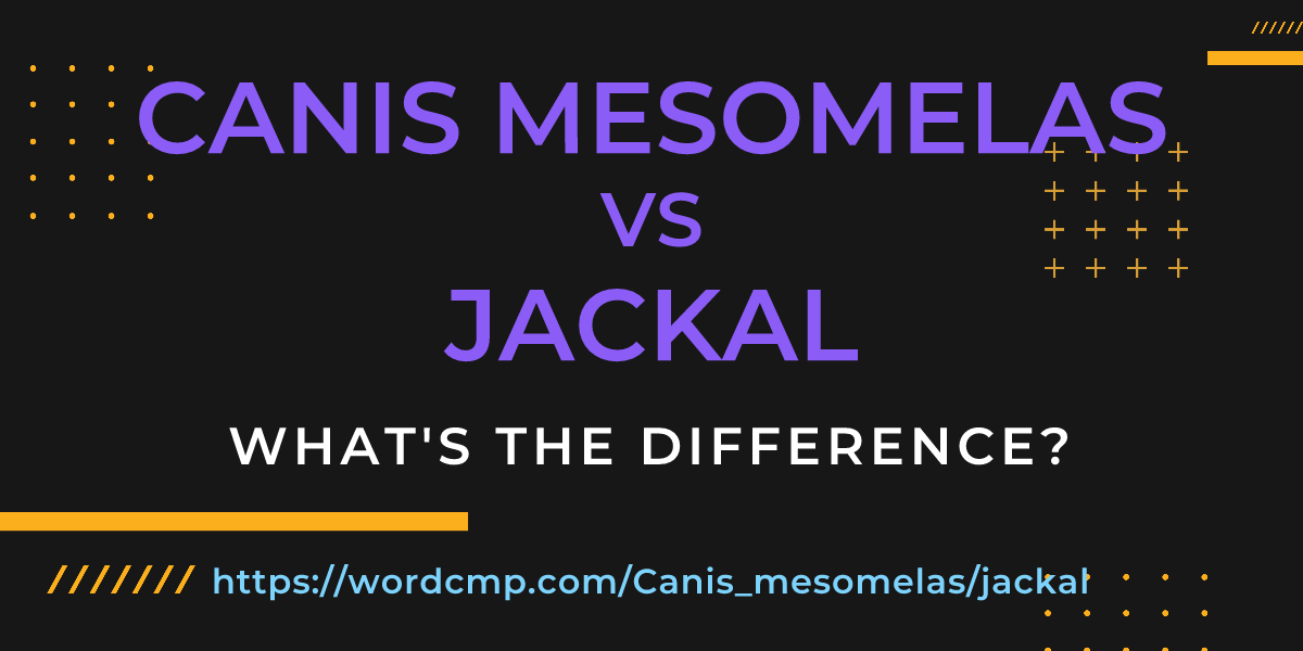 Difference between Canis mesomelas and jackal