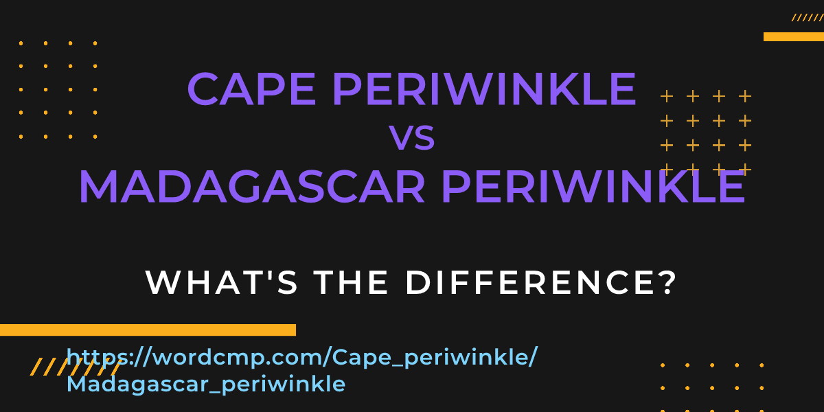 Difference between Cape periwinkle and Madagascar periwinkle
