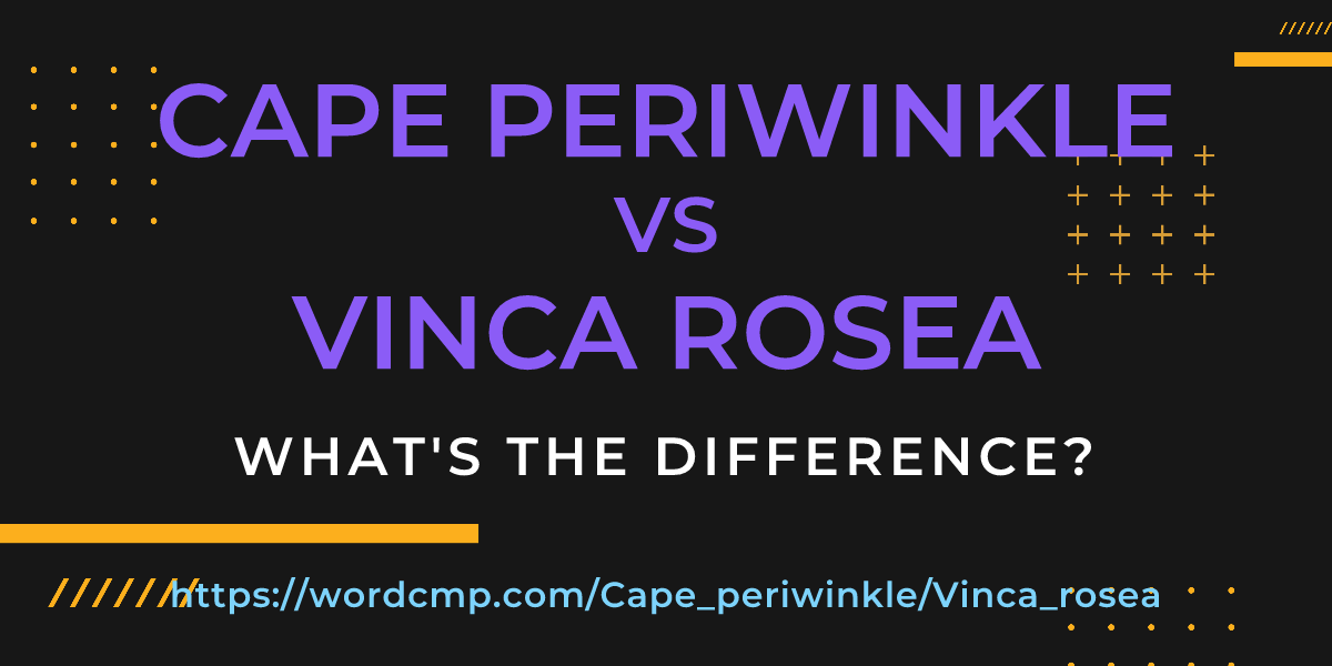 Difference between Cape periwinkle and Vinca rosea