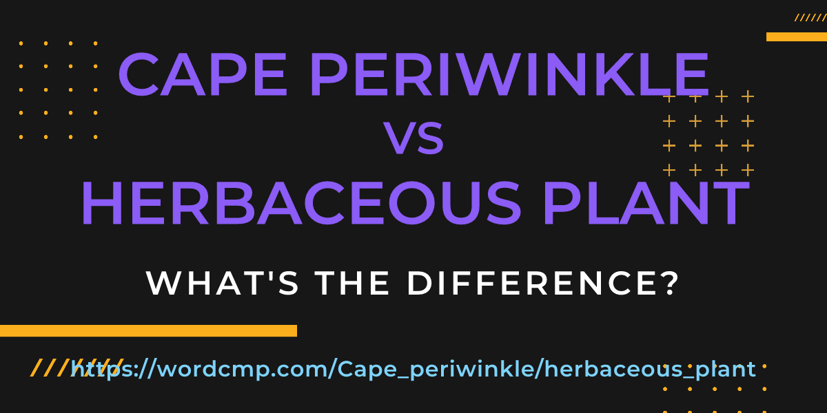 Difference between Cape periwinkle and herbaceous plant