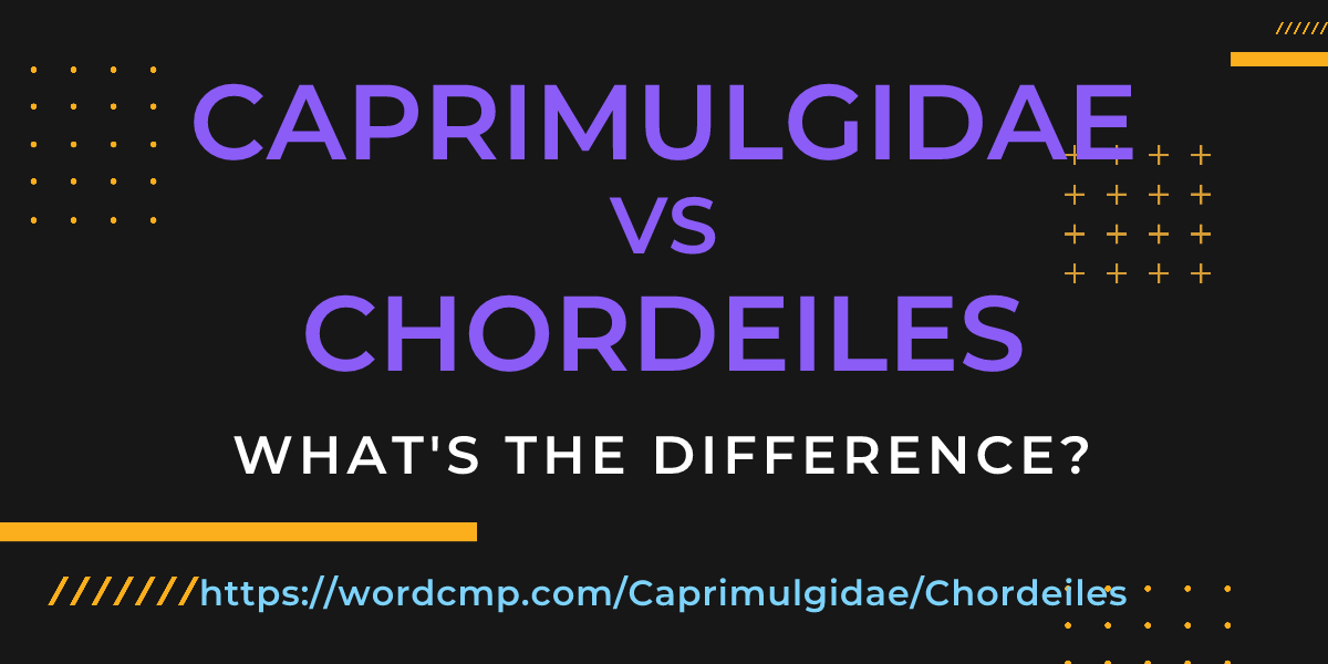 Difference between Caprimulgidae and Chordeiles