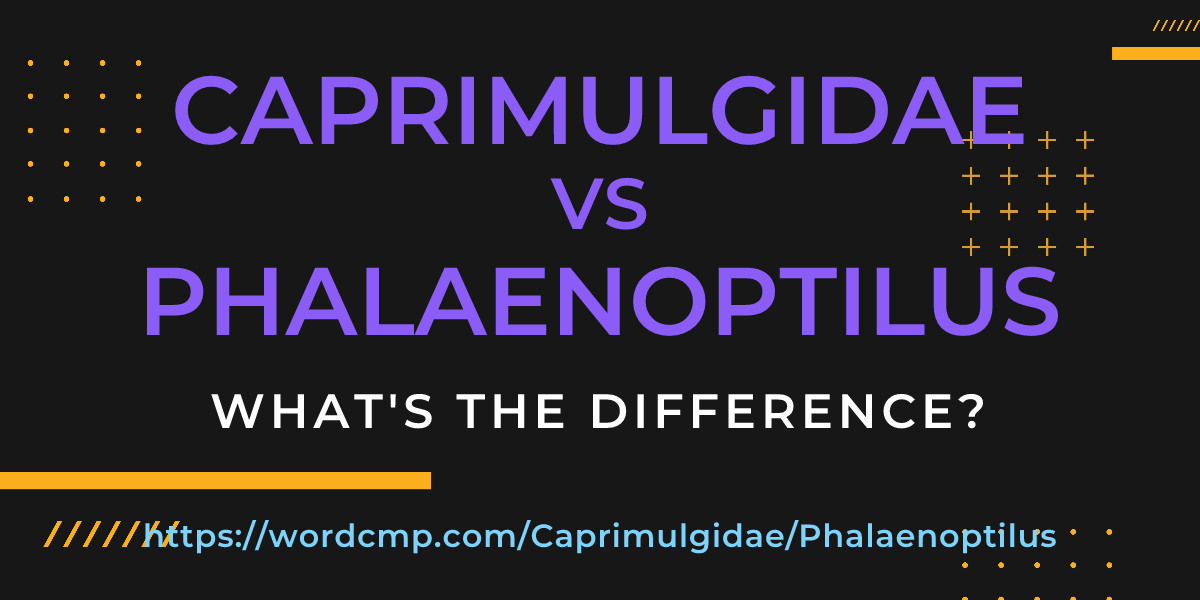 Difference between Caprimulgidae and Phalaenoptilus