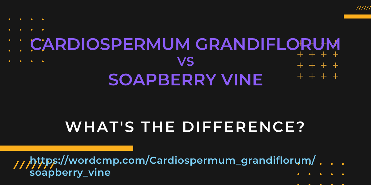 Difference between Cardiospermum grandiflorum and soapberry vine