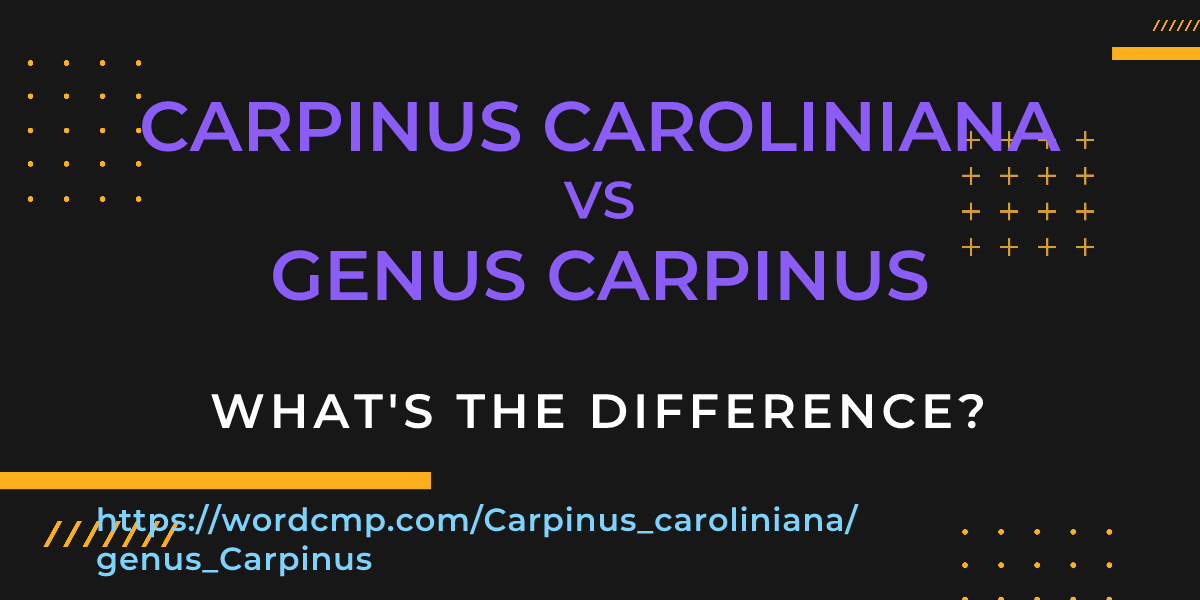 Difference between Carpinus caroliniana and genus Carpinus