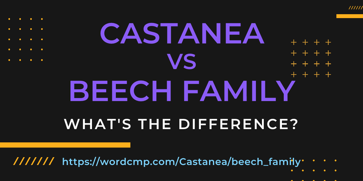 Difference between Castanea and beech family