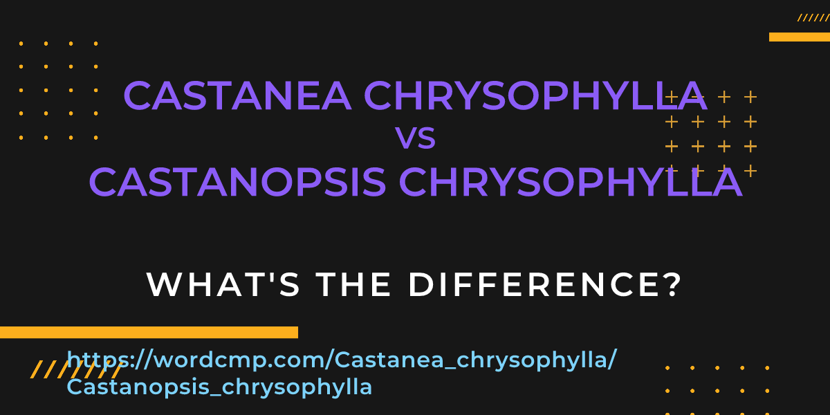 Difference between Castanea chrysophylla and Castanopsis chrysophylla