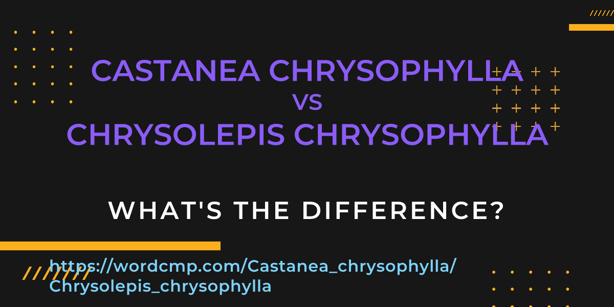 Difference between Castanea chrysophylla and Chrysolepis chrysophylla