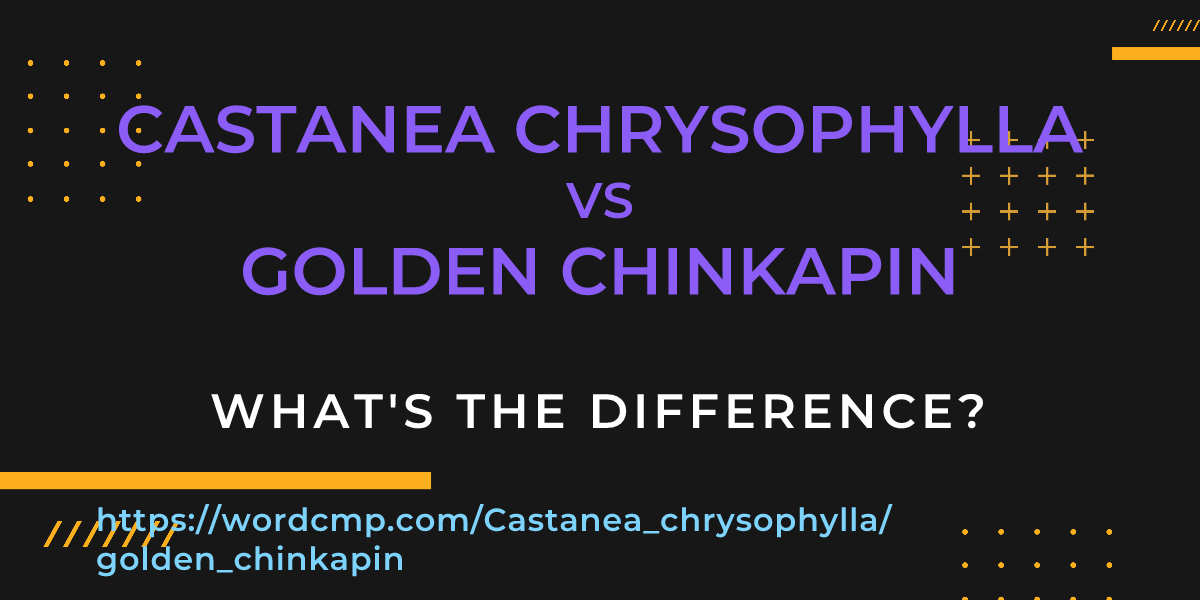 Difference between Castanea chrysophylla and golden chinkapin