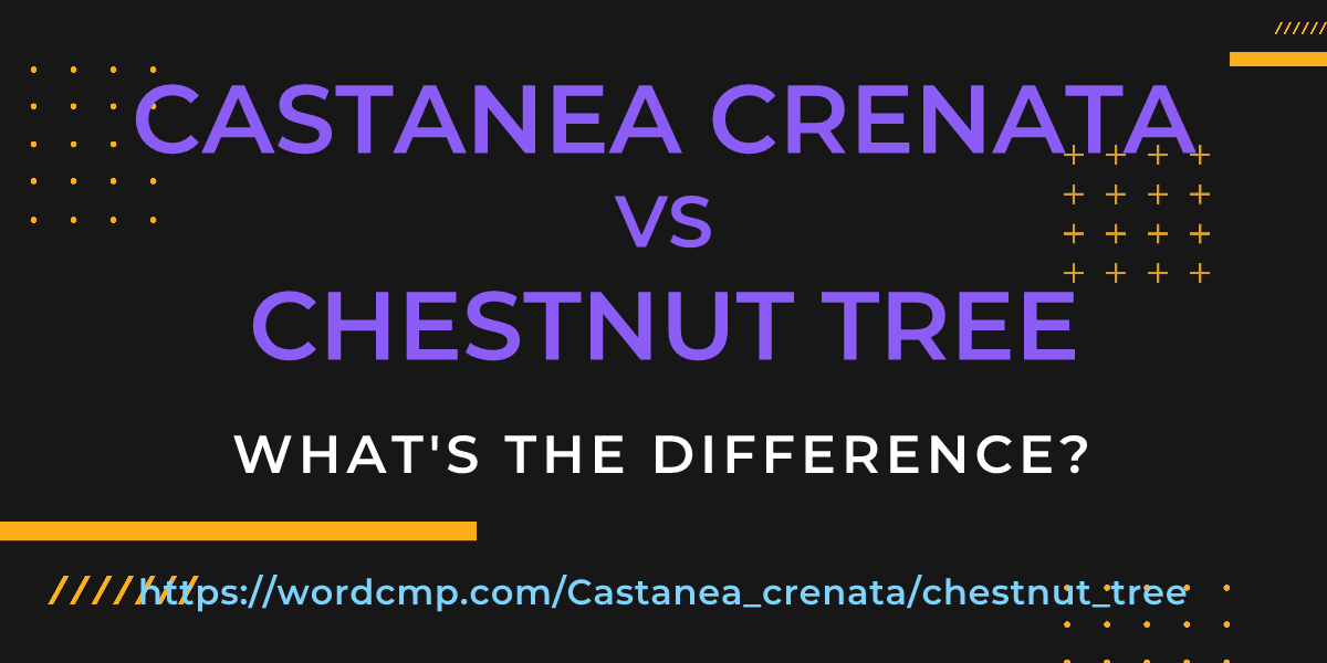 Difference between Castanea crenata and chestnut tree
