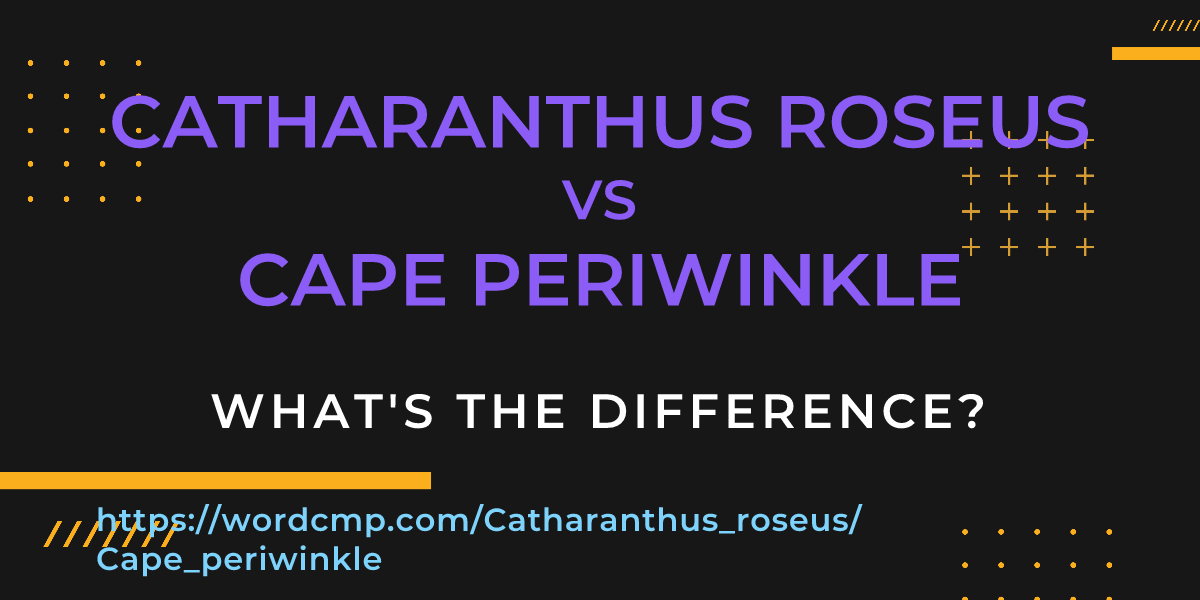 Difference between Catharanthus roseus and Cape periwinkle