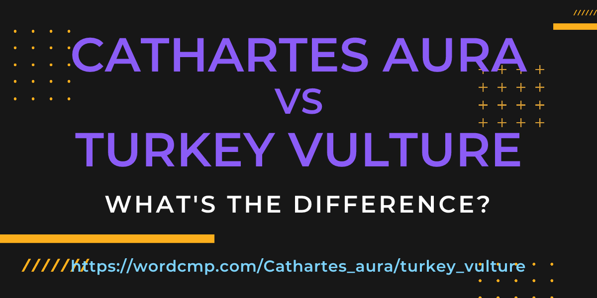 Difference between Cathartes aura and turkey vulture