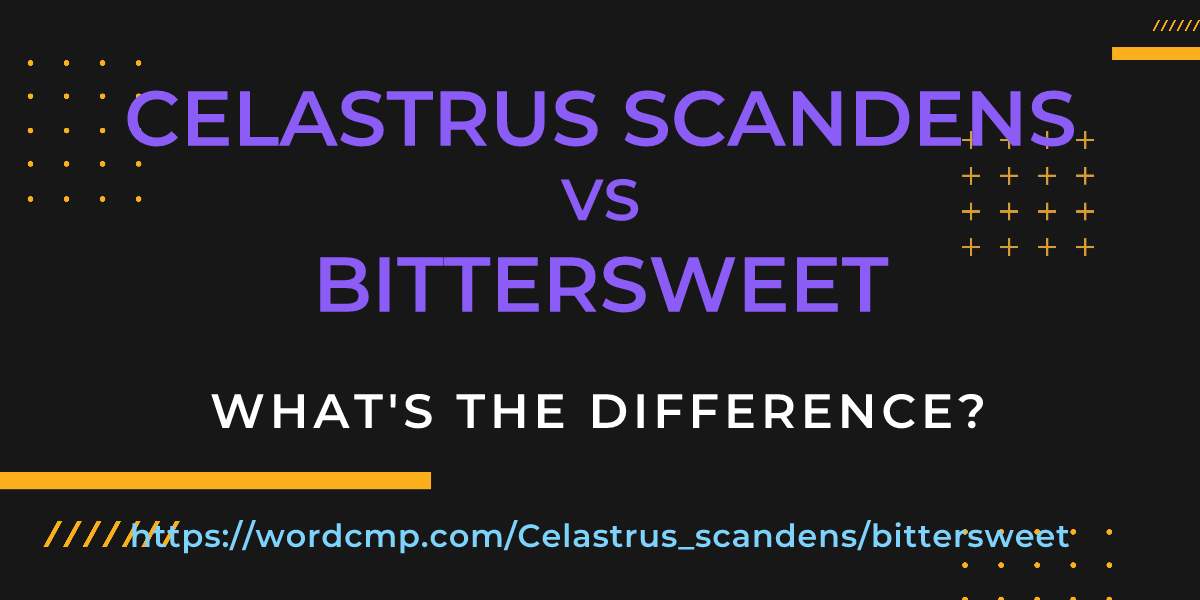 Difference between Celastrus scandens and bittersweet