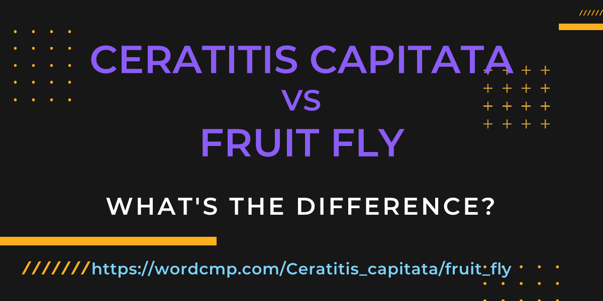Difference between Ceratitis capitata and fruit fly