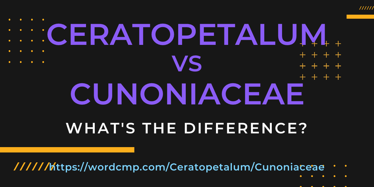 Difference between Ceratopetalum and Cunoniaceae