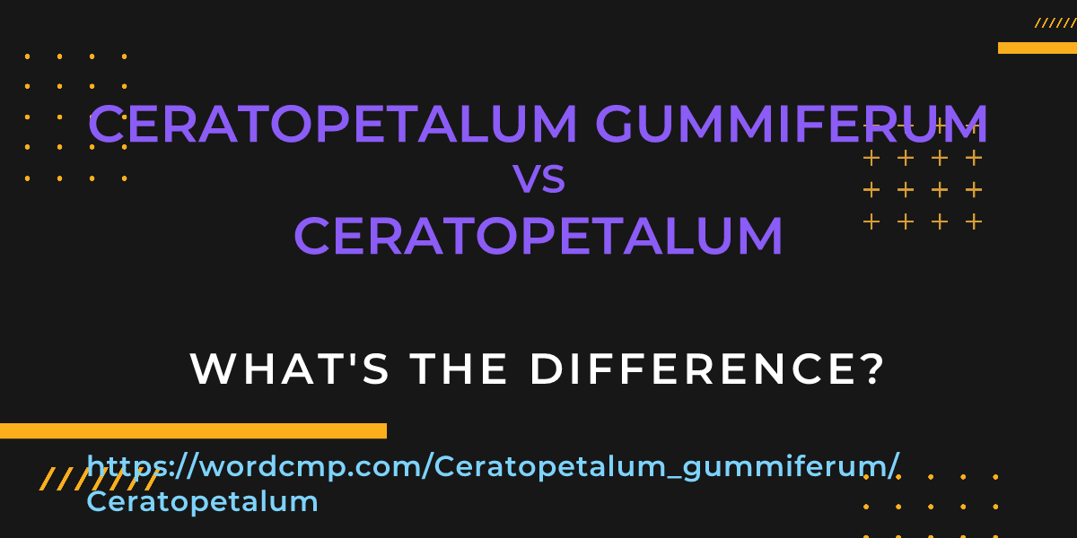 Difference between Ceratopetalum gummiferum and Ceratopetalum