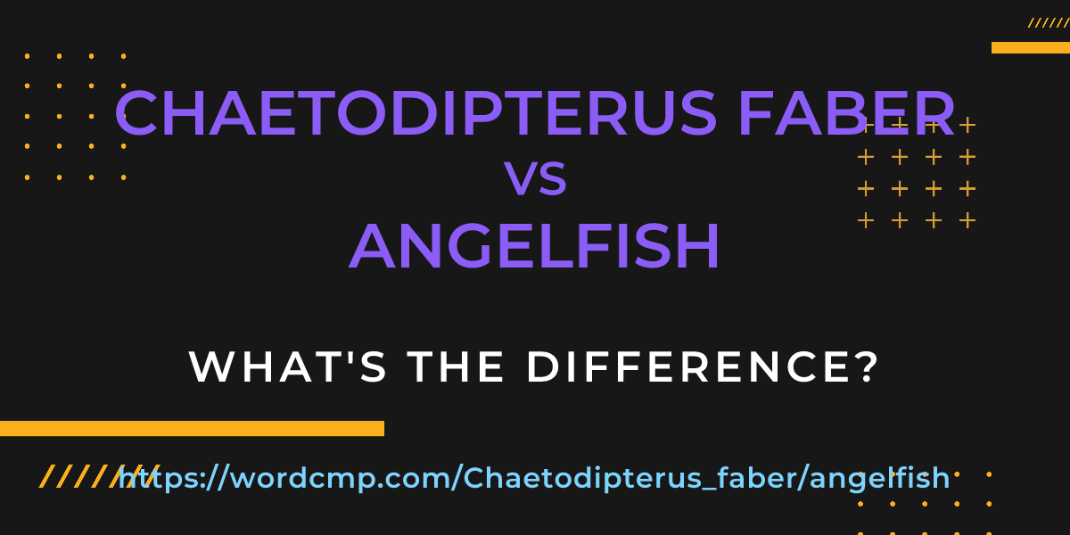 Difference between Chaetodipterus faber and angelfish