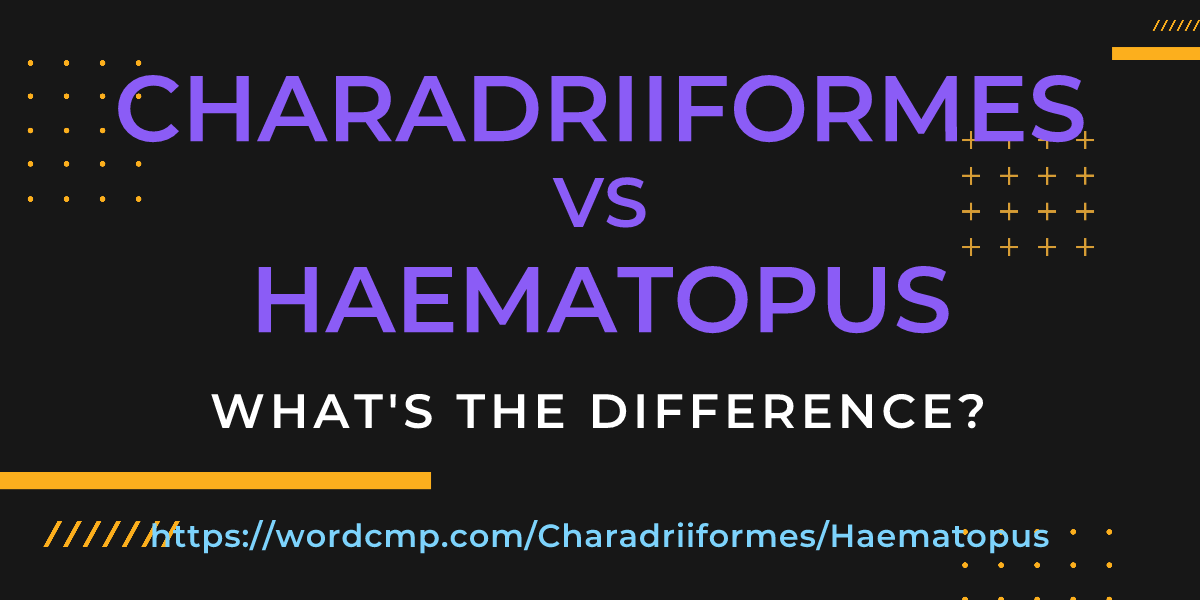 Difference between Charadriiformes and Haematopus