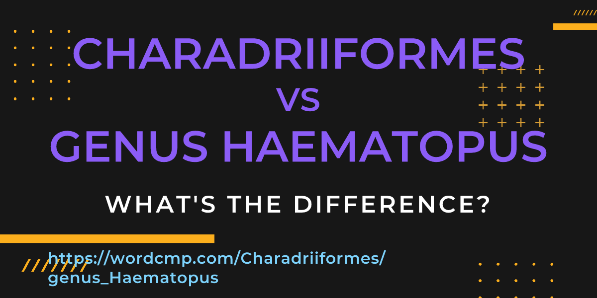 Difference between Charadriiformes and genus Haematopus