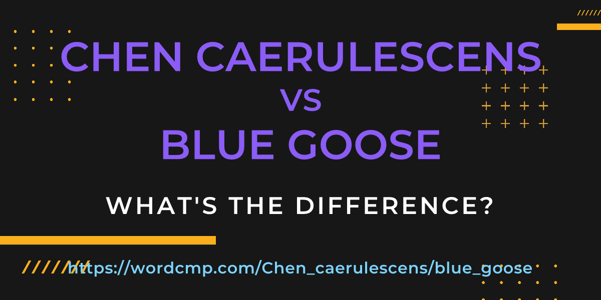 Difference between Chen caerulescens and blue goose