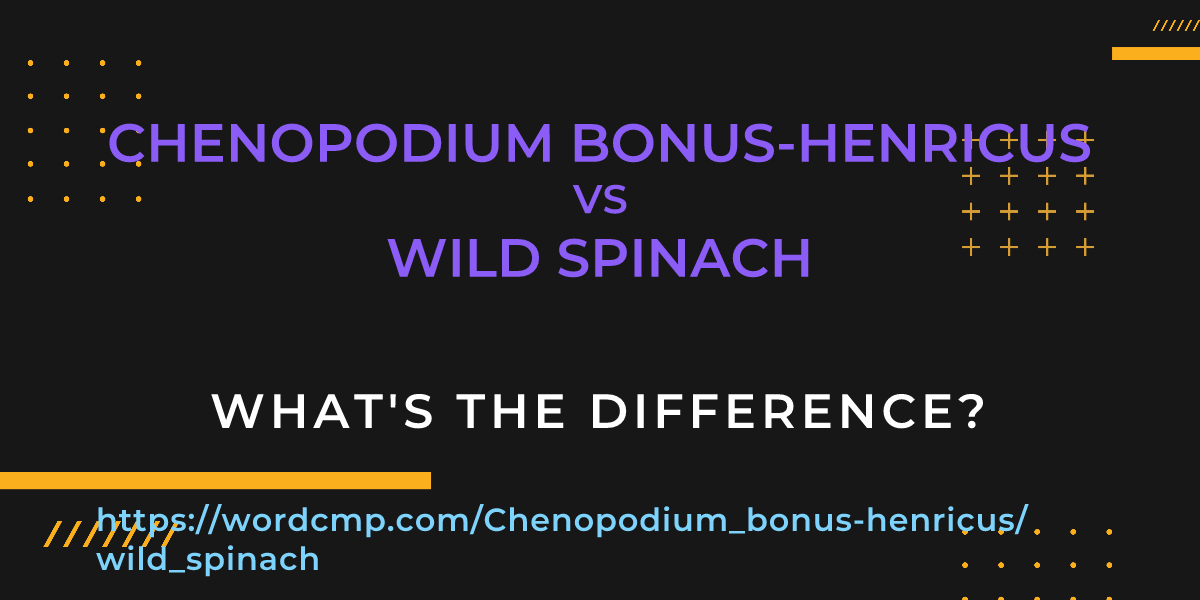 Difference between Chenopodium bonus-henricus and wild spinach