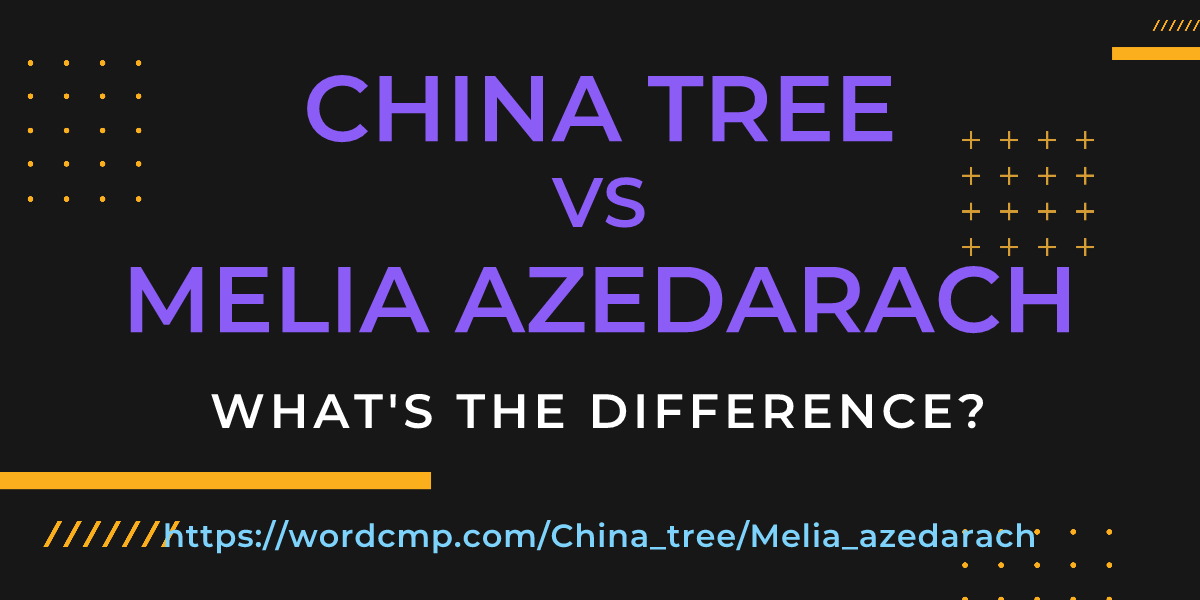 Difference between China tree and Melia azedarach