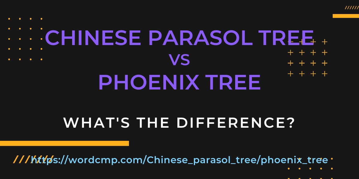 Difference between Chinese parasol tree and phoenix tree