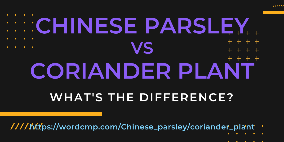 Difference between Chinese parsley and coriander plant