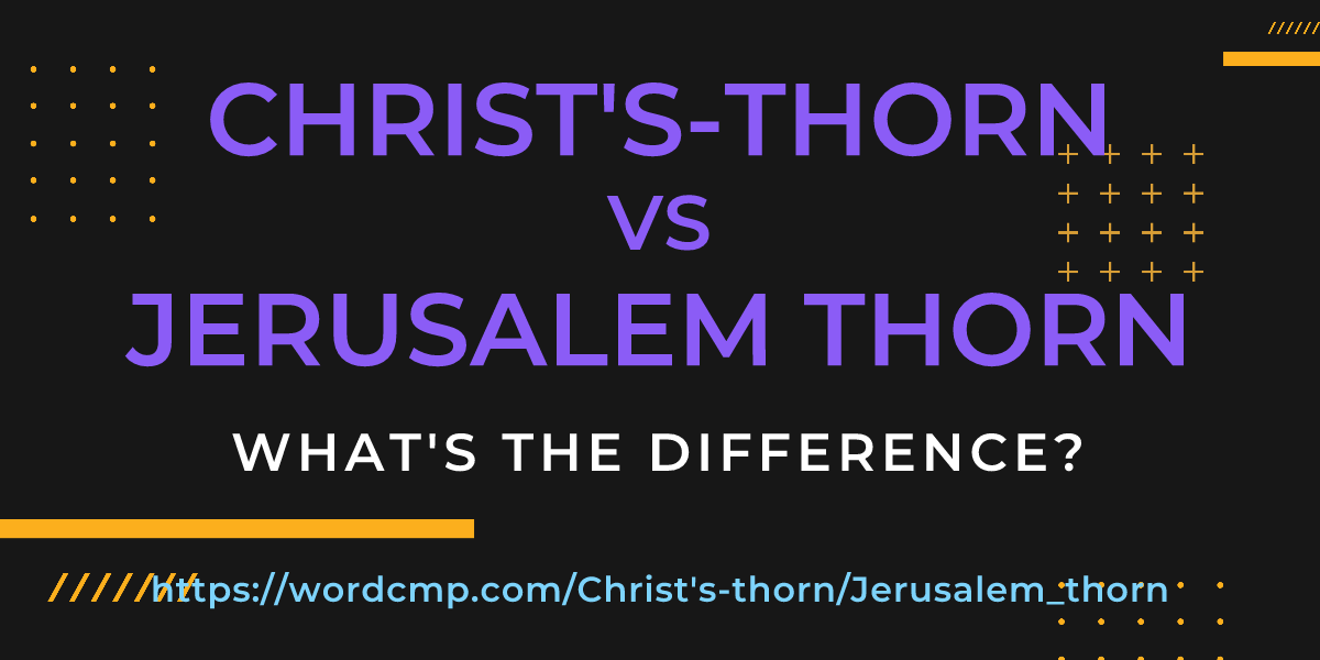 Difference between Christ's-thorn and Jerusalem thorn