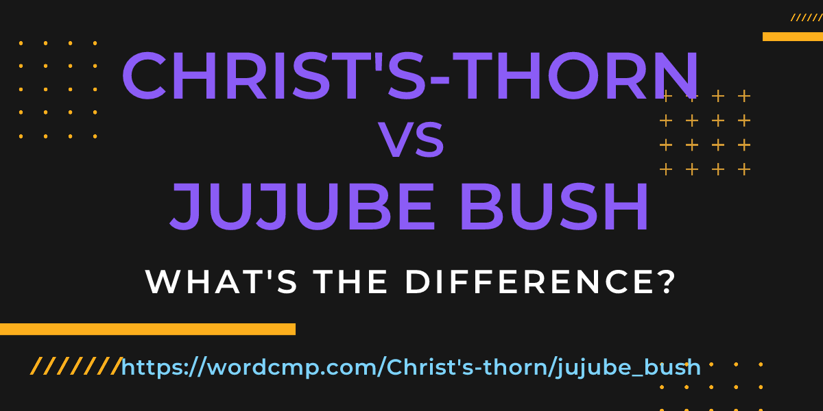 Difference between Christ's-thorn and jujube bush