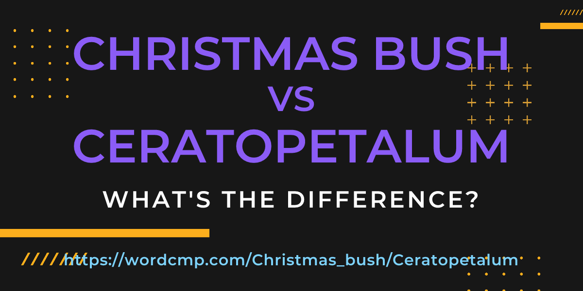 Difference between Christmas bush and Ceratopetalum