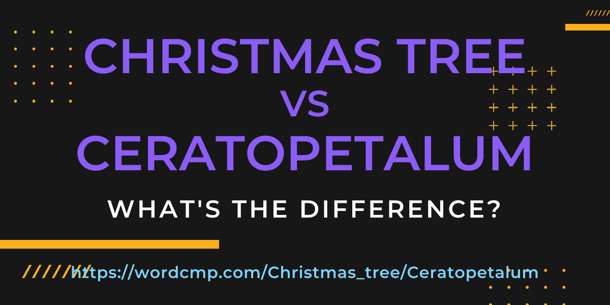 Difference between Christmas tree and Ceratopetalum