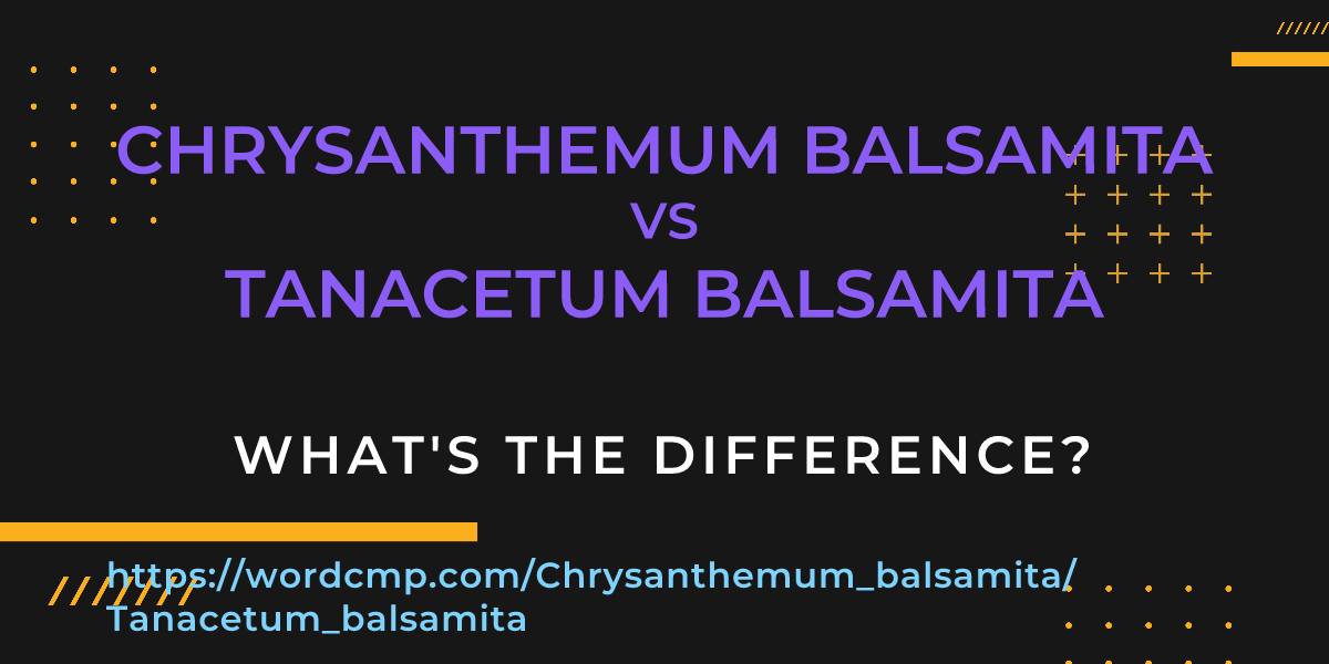 Difference between Chrysanthemum balsamita and Tanacetum balsamita