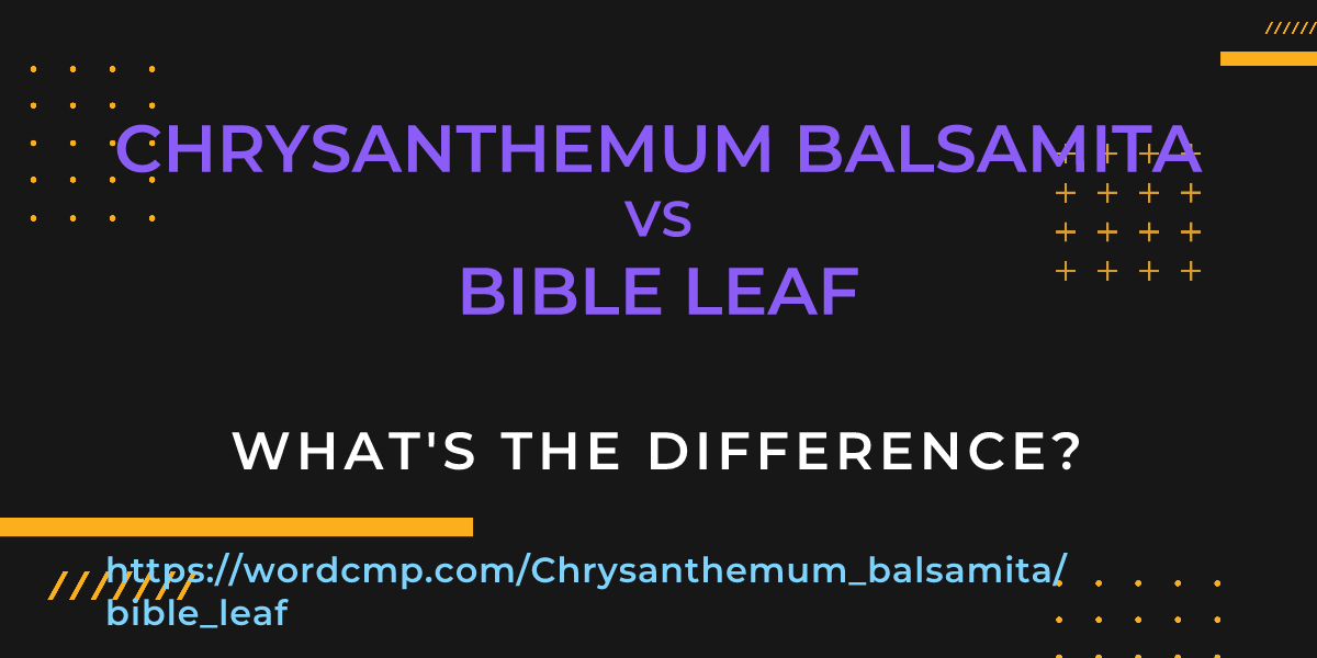 Difference between Chrysanthemum balsamita and bible leaf