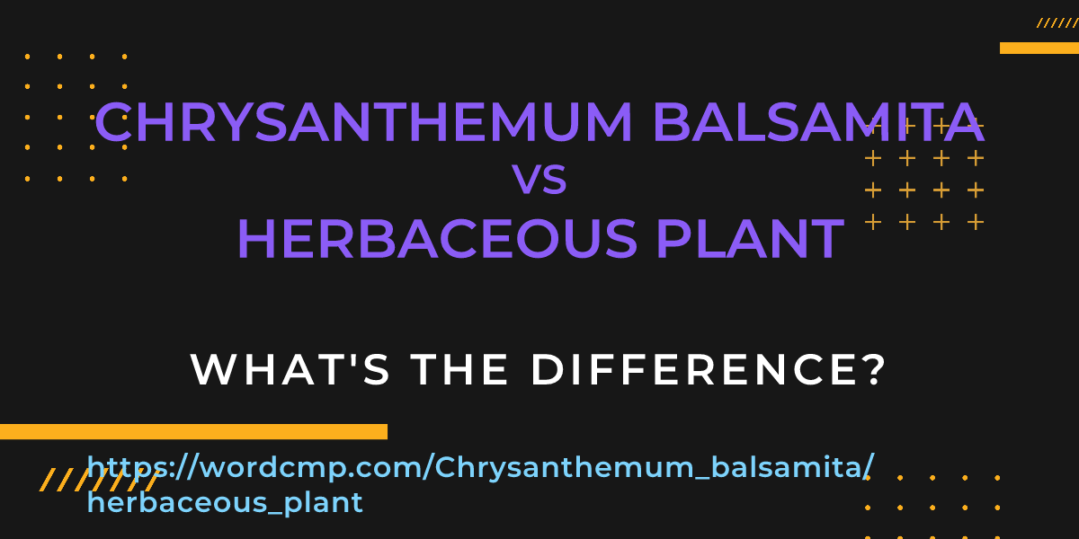 Difference between Chrysanthemum balsamita and herbaceous plant