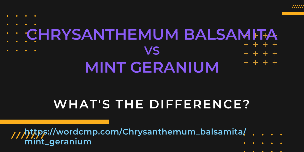 Difference between Chrysanthemum balsamita and mint geranium