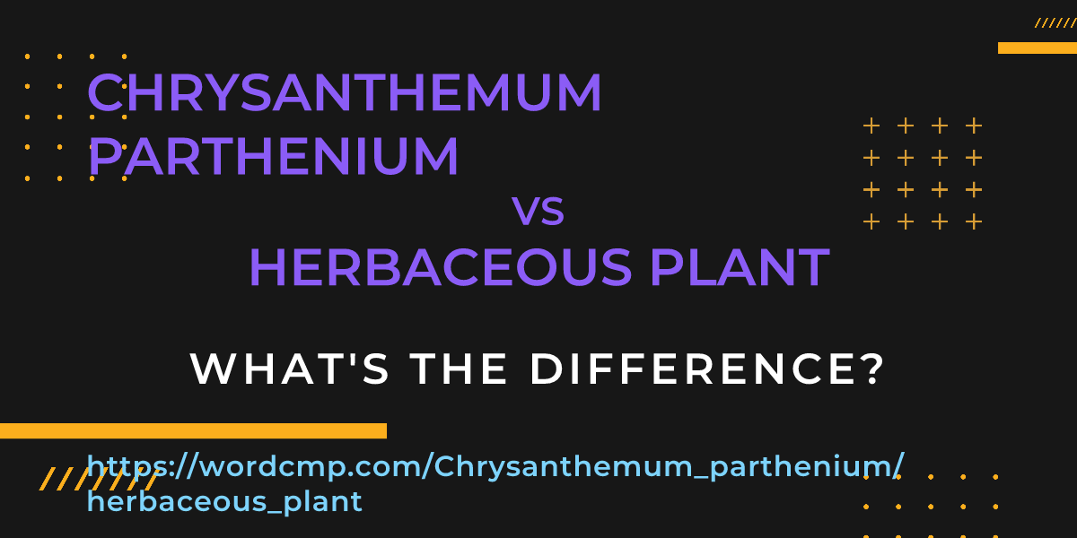 Difference between Chrysanthemum parthenium and herbaceous plant