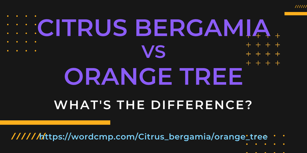 Difference between Citrus bergamia and orange tree
