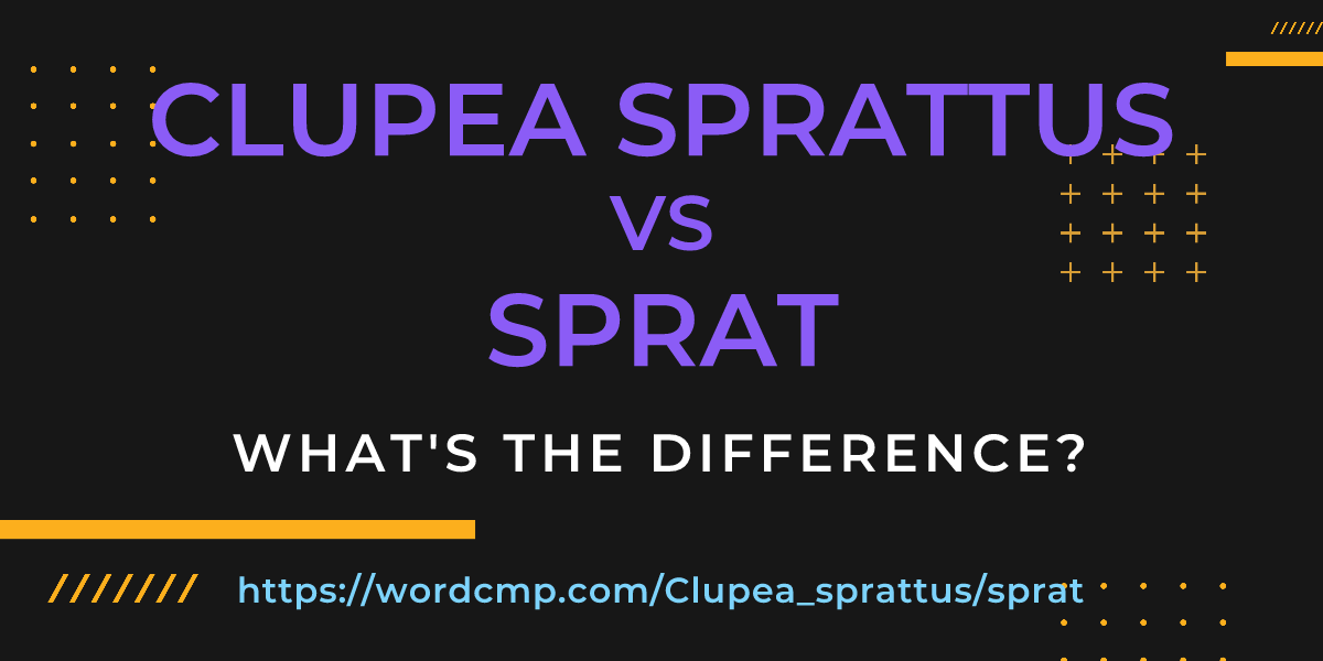 Difference between Clupea sprattus and sprat